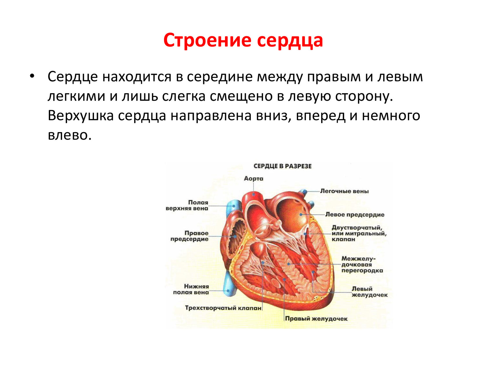 20 фактов о человеческом сердце