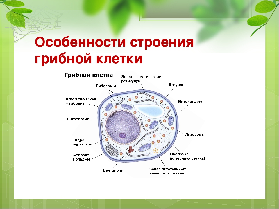 Растительная клетка наличие ядра. Клетка гриба строение и функции. Особенности строения клетки гриба. Органоиды грибной клетки строение. Функции органоидов грибной клетки.