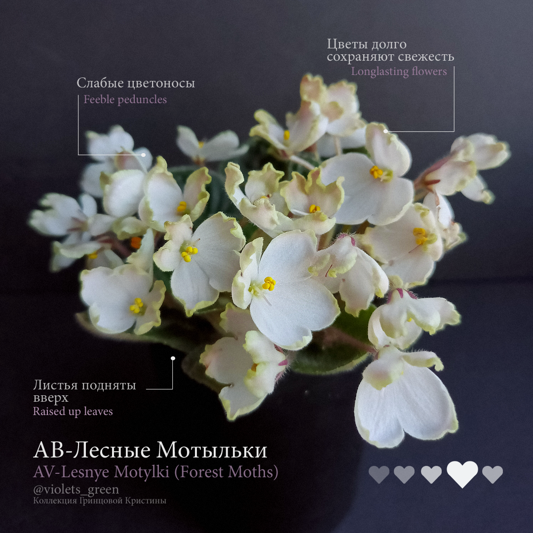 Сортовые фиалки в Челябинске