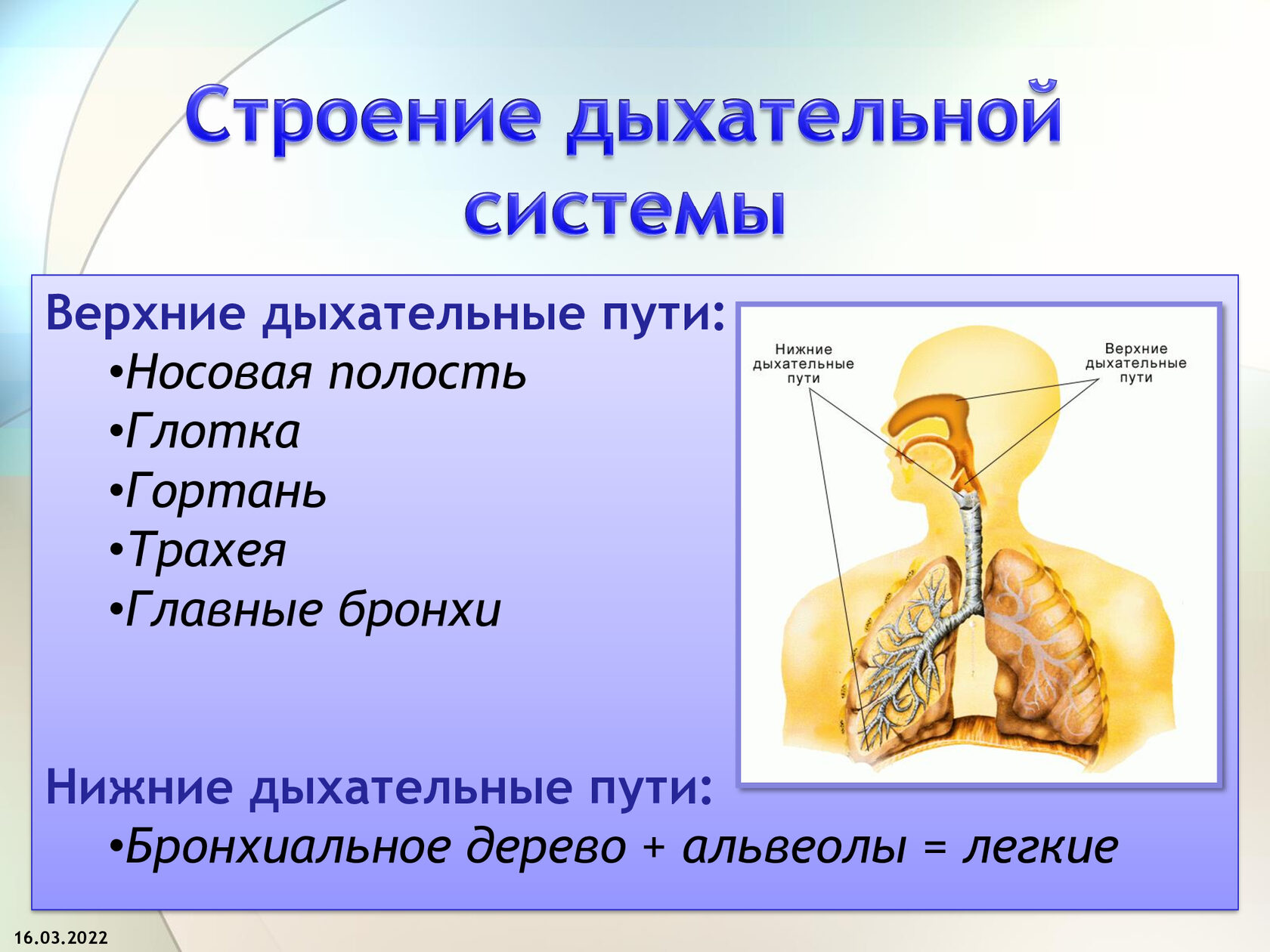 Дыхательная система особенности и функции. Система дыхательных путей схема. Схема строения верхний двхательных путей. Дыхательная система органов структура. Структура дыхательных путей человека.