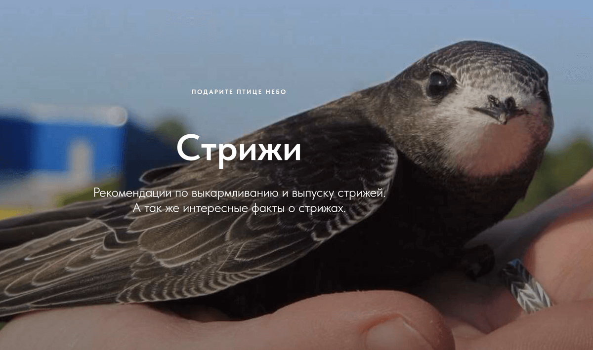 Самый подробный сайт о выкармливании и выпуске стрижей