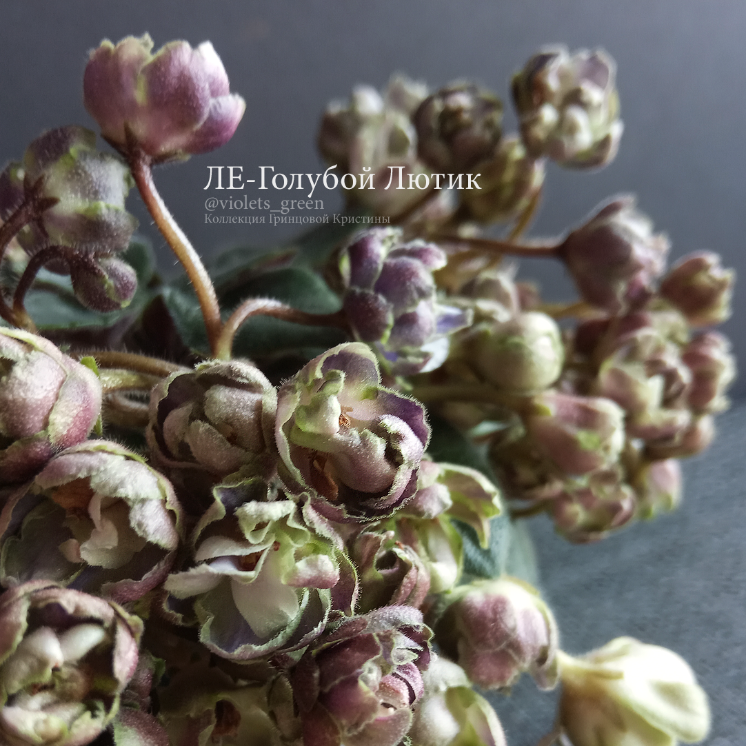 Сортовые фиалки в Челябинске