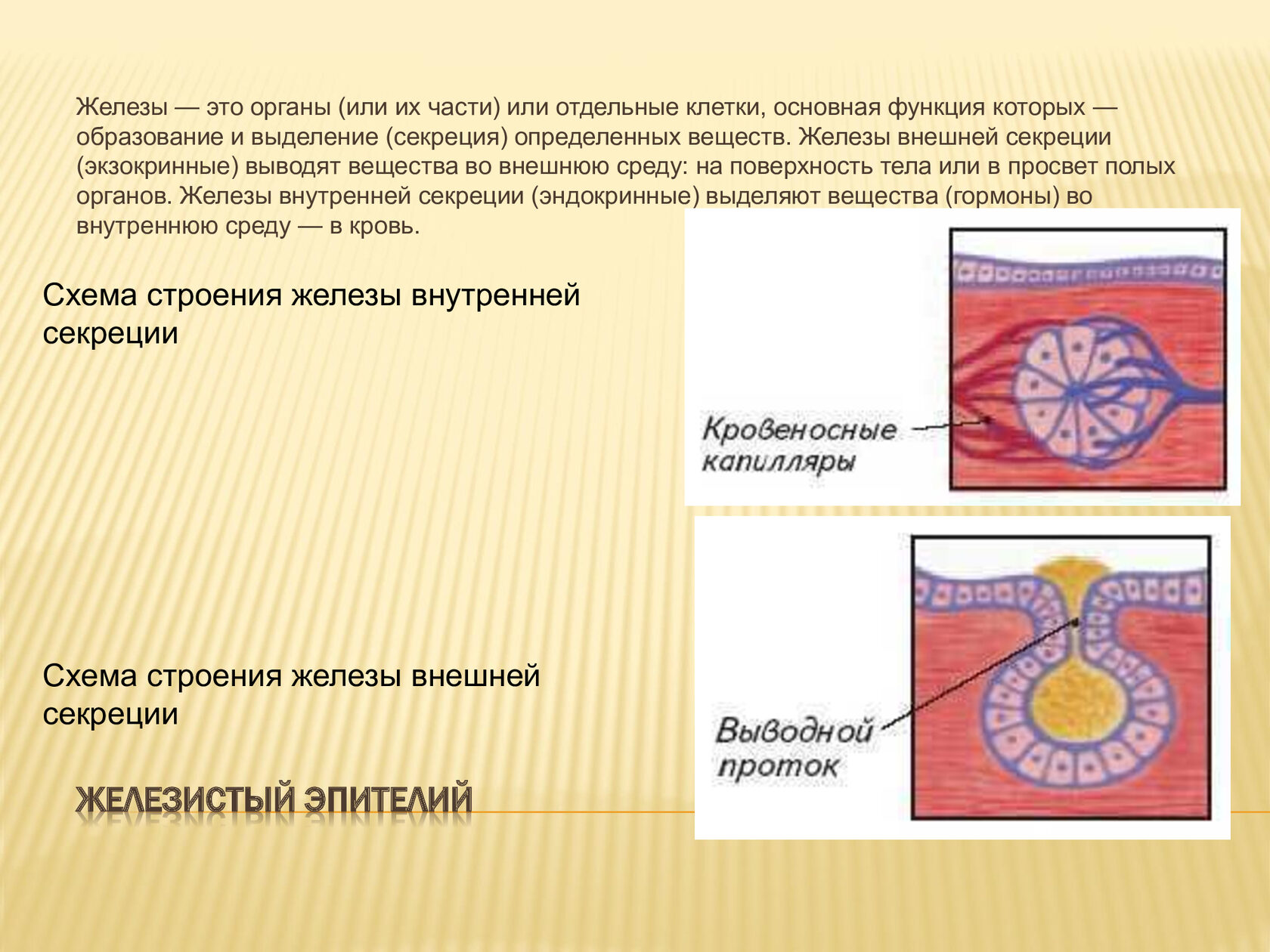 Структура железы. Клетка железного эпителия строение. Железистый эндокринный эпителий строение. Железистый экзокринный эпителий функции. Железистый эпителий внешней секреции.