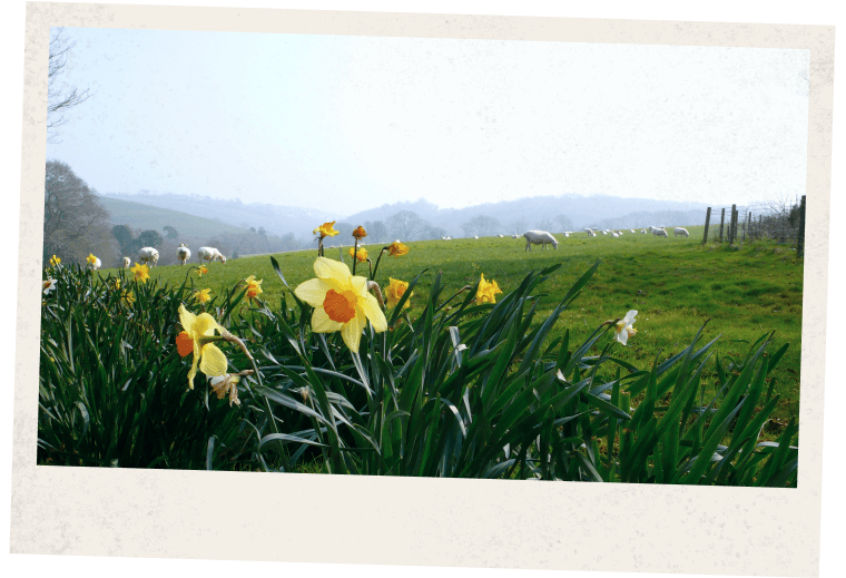 flowers, sheeps, grass