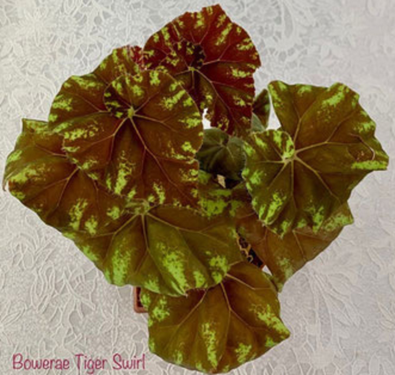 Bowerae Tiger Swirl бегония