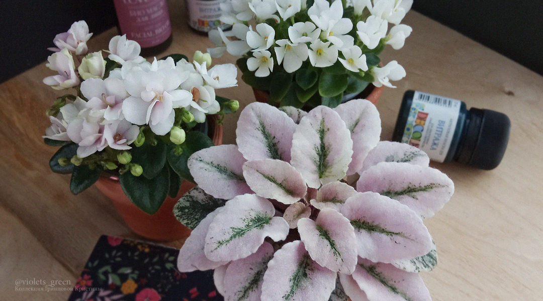 Сортовые фиалки в Челябинске