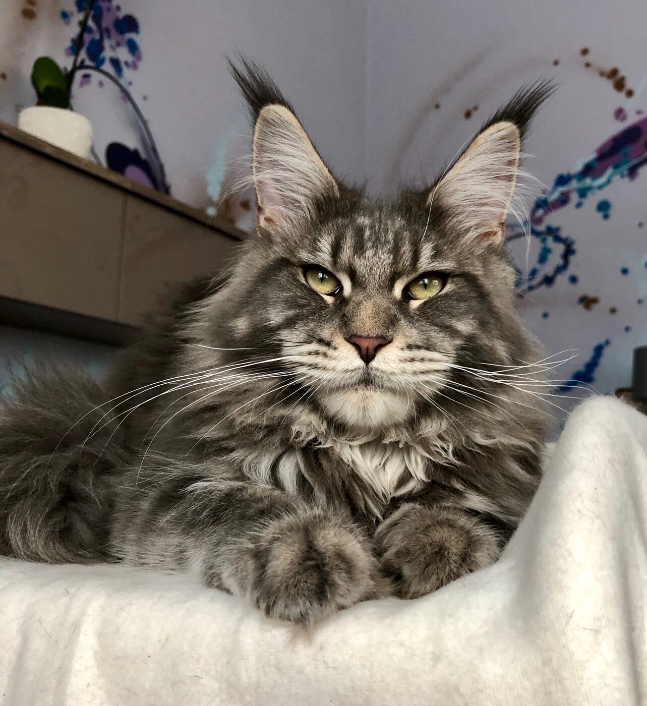 Кот мэйкун фото