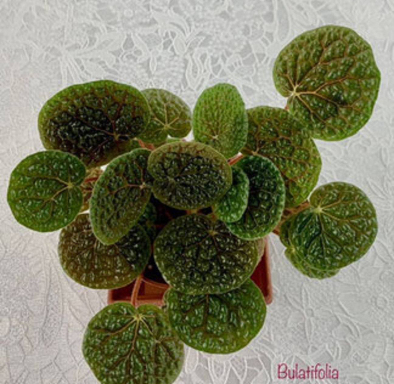 бегония Bulatifolia rhizo [sp] 