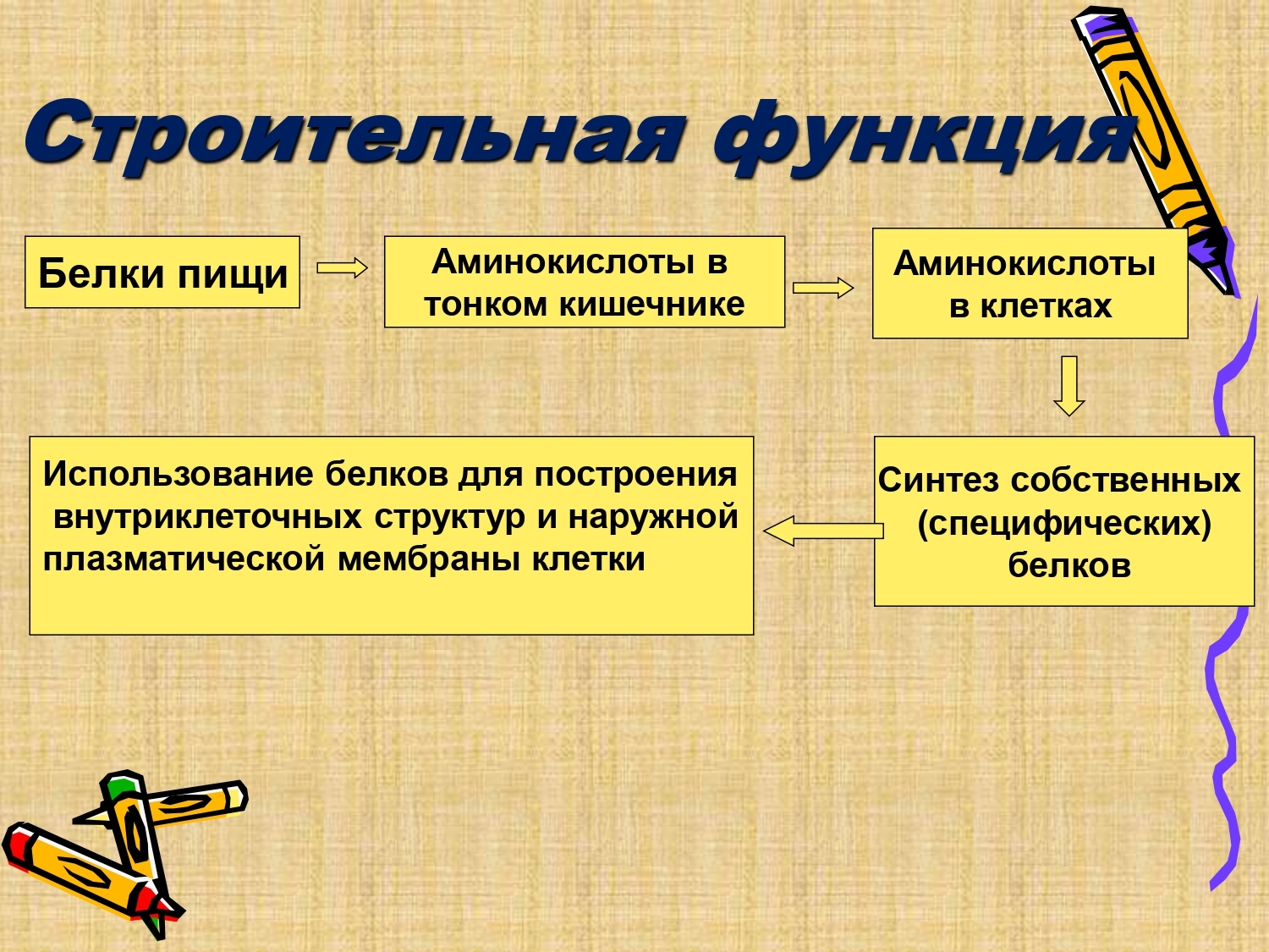 Строительные функции выполняют. Строительная функция. Примеры строительной функции. Характеристика строительной функции. Строительная функия название.