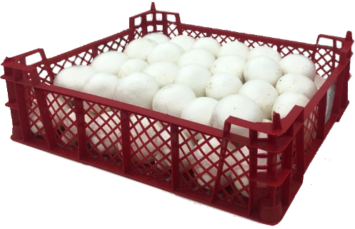 шампиньоны оптом, купить шампиньоны оптом, шампиньоны оптом цена, грибы шампиньоны оптом, шампиньоны купить