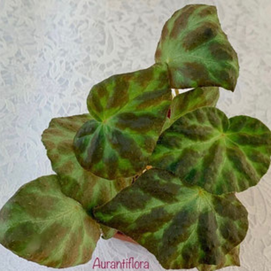 бегония Aurantiflora rhizo [sp]