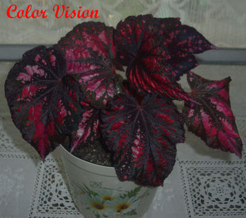 бегония Color Vision 