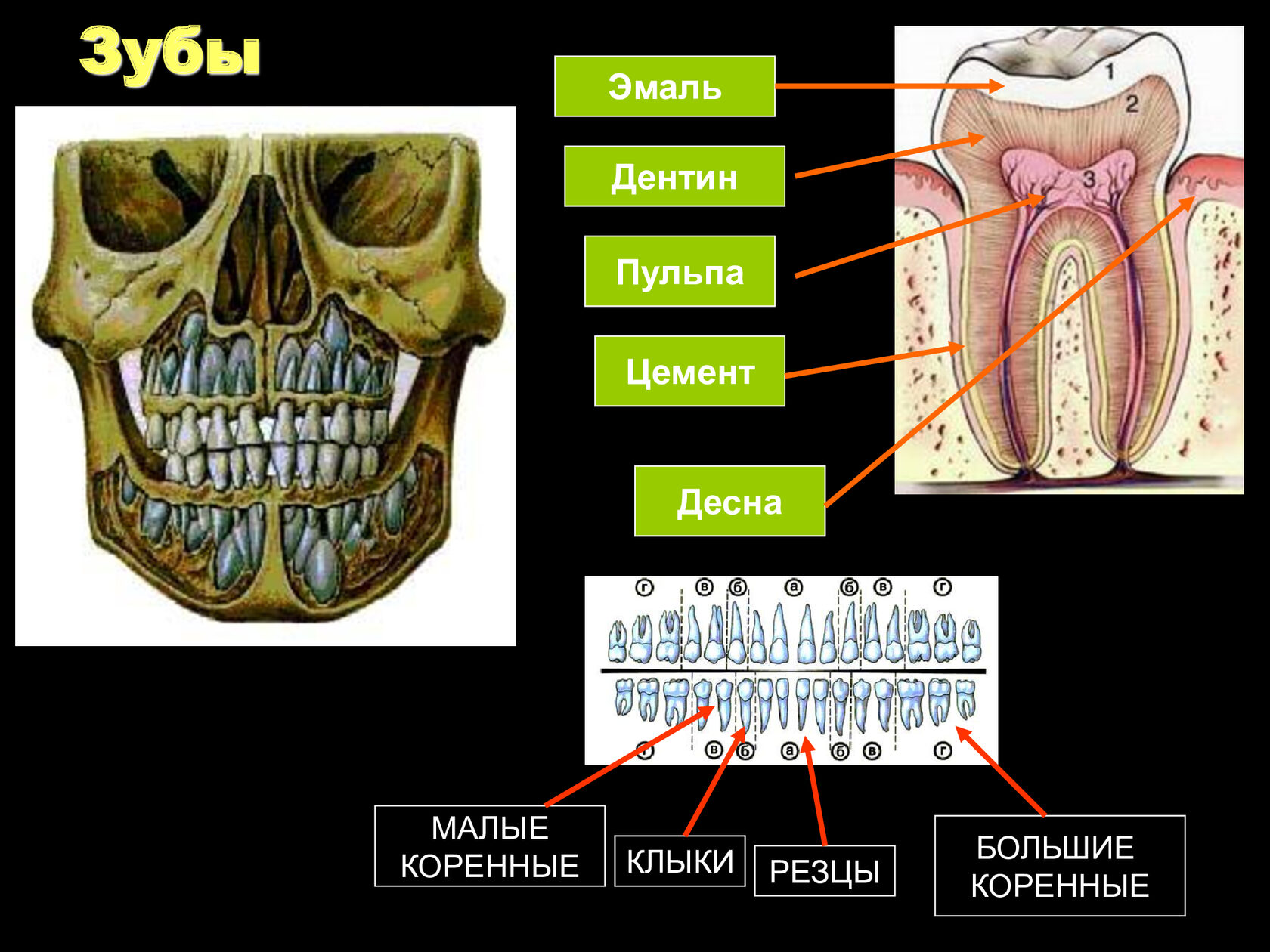 14 зуб. Эмаль зуба дентин цемент. Малые и большие коренные зубы. Челюсть человека с зубами строение.