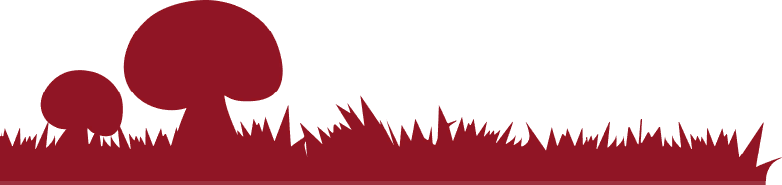 шампиньоны оптом, купить шампиньоны оптом, шампиньоны оптом цена, грибы шампиньоны оптом, шампиньоны купить