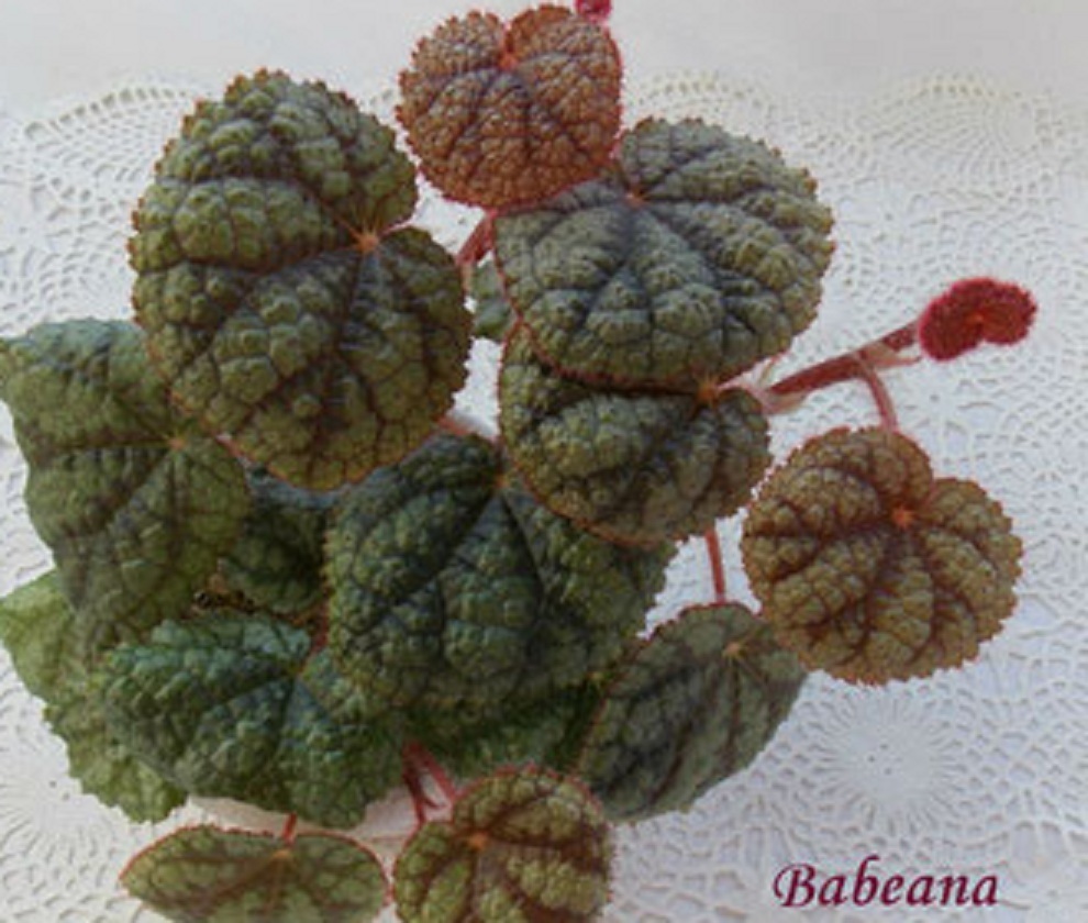 бегония Babeana 