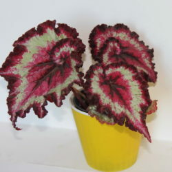 купить Бегония rex Strawberry
