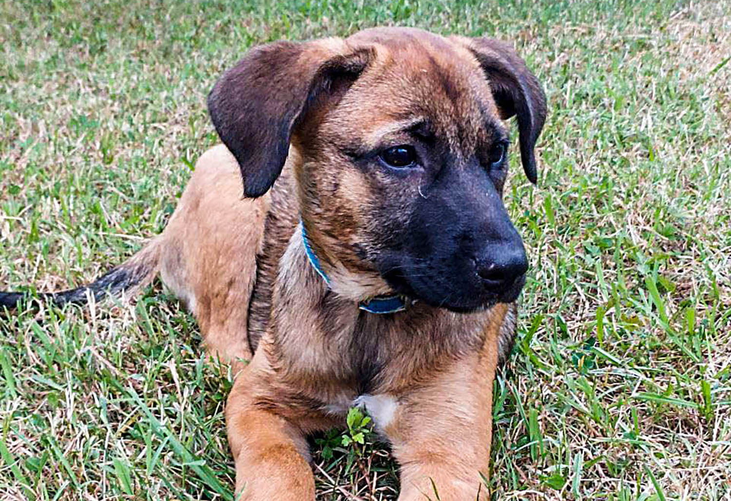 Щенок из приюта для бездомных животных