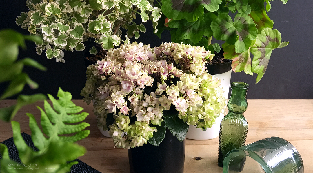 Сортовые фиалки в Челябинске