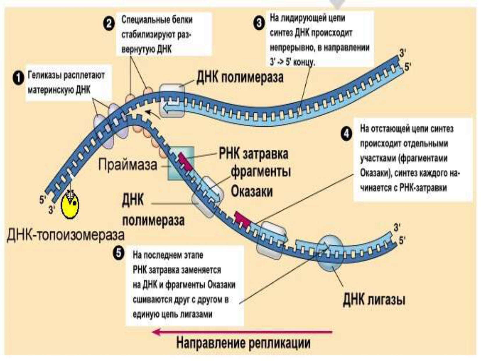 Днк полимераза 1 и 2. ДНК полимераза функции. ДНК полимераза 1. Функции ДНК полимеразы 1. Полимеразы виды.