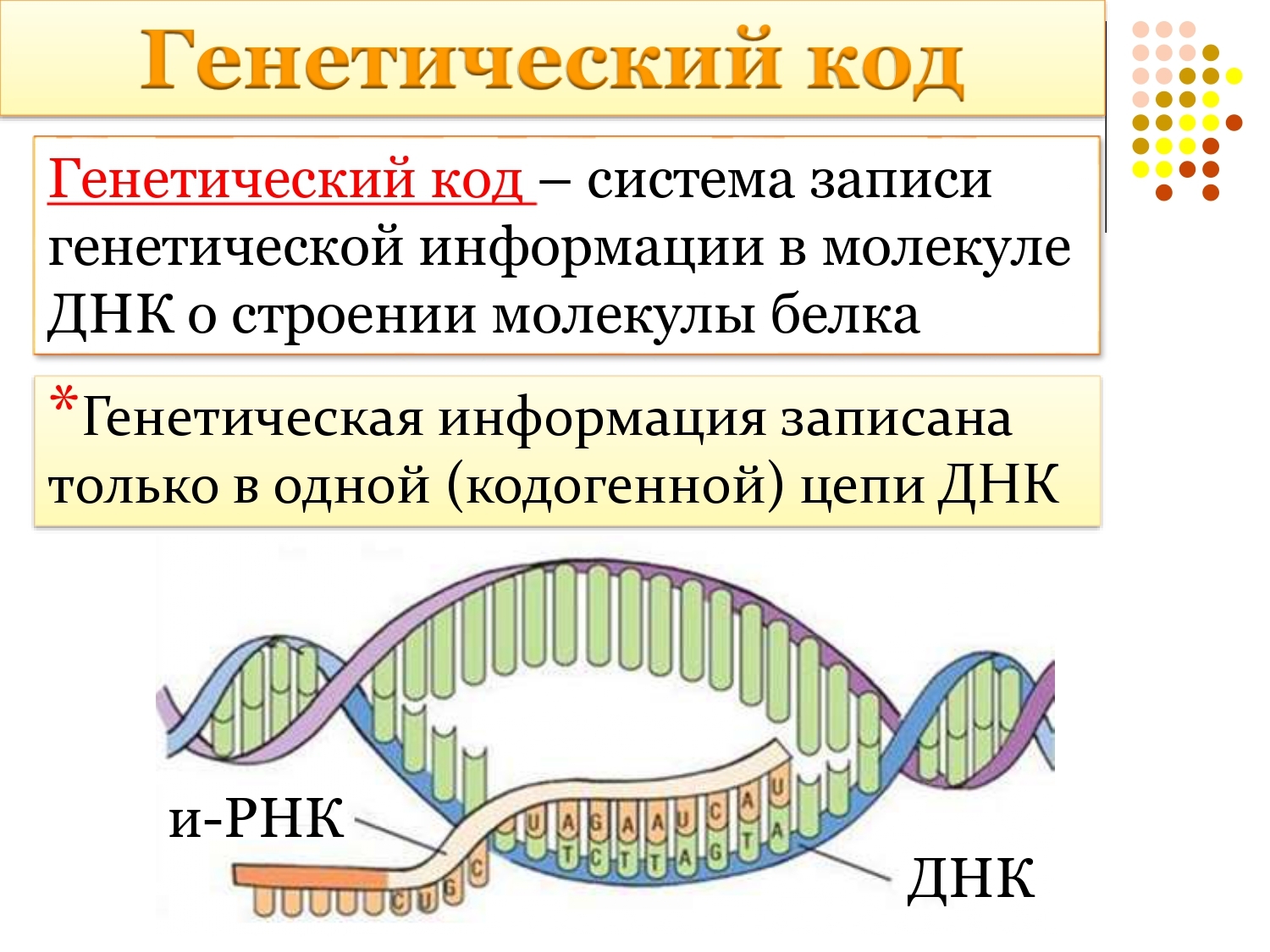 Биология 10 класс презентация. Генетический код транскрипция Синтез белков. Генетический код это в биологии.