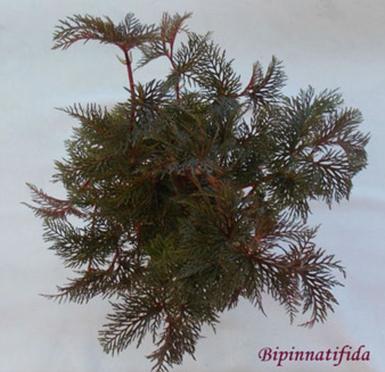 бегония Bipinnatifida shrub 