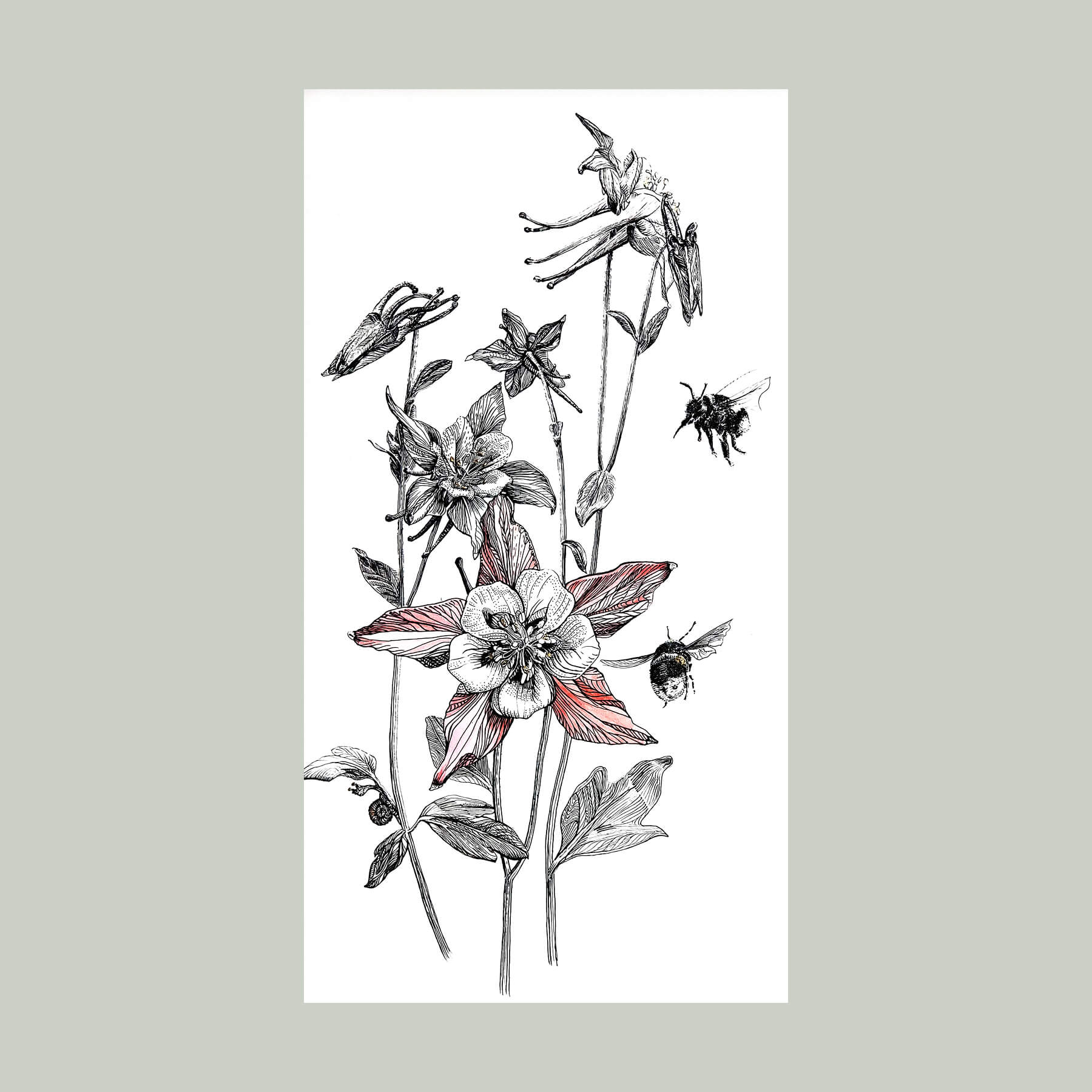 Наталия Береснева. Графика. Aquilegia et duae bumblebees (Аквилегия и два шмеля)