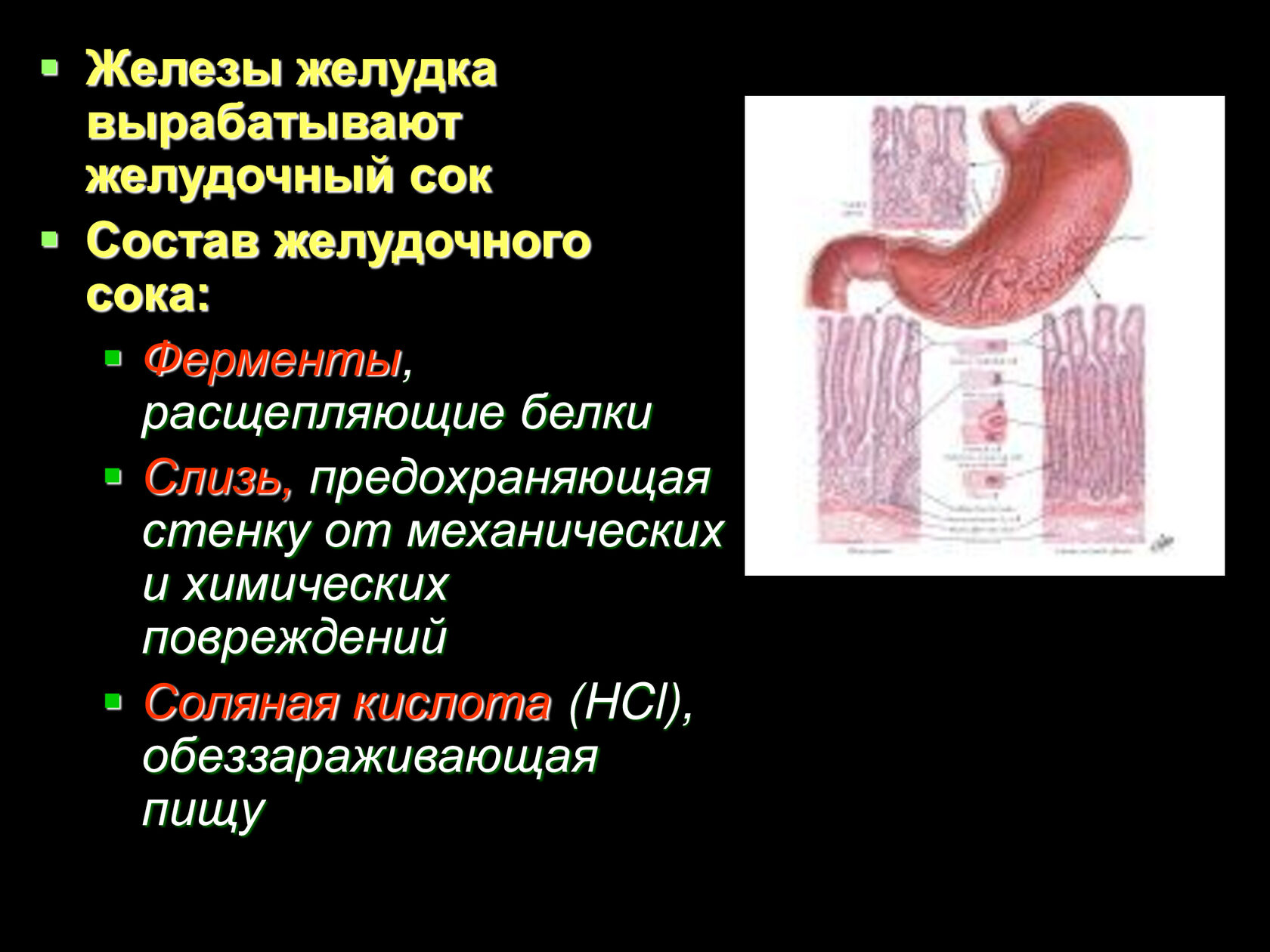 В какой состав органов входит желудок. Железы слизистой желудка вырабатывают пищеварительные ферменты. Желудочный сок слизь соляная кислота ферменты. Железы и пищеварительные соки желудка. Железы, вырабатывающие кишечный сок.
