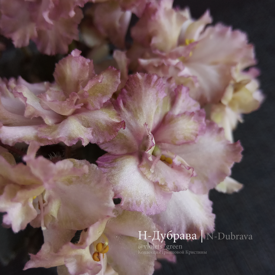 Сортовые фиалки в Челябинске