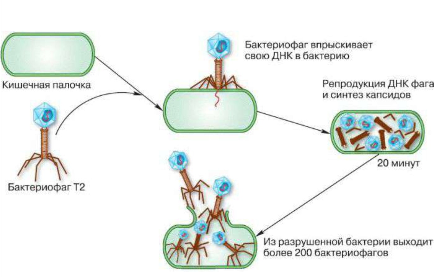 Цикл бактерии. Схема взаимодействия бактериофага с клеткой. Схема взаимодействия бактериофага с бактериальной клеткой. Размножение вируса бактериофага. Механизмы взаимодействия бактериофага с микробной клеткой.