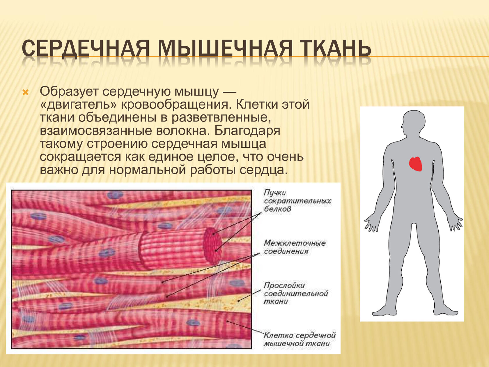 Какие органы образует сердечная мышечная ткань