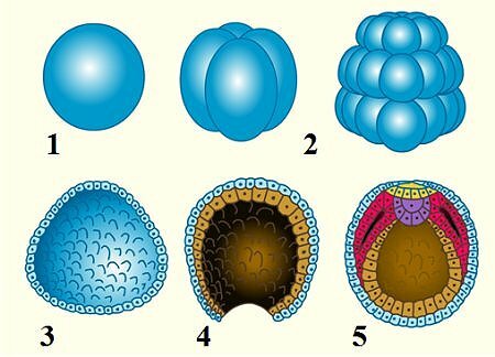 Бластула это. Морула бластула гаструла нейрула. Бластула планула. Мезенхимная бластула. Стадия ранней бластулы 64 бластомера.