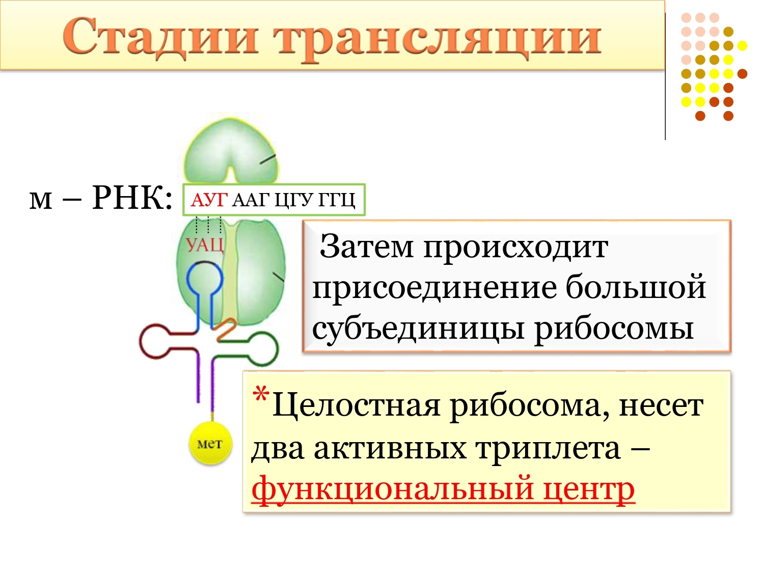 Затем происходит. Стадии трансляции. Присоединение большой субъединицы рибосомы. Центры рибосомы. Фазы трансляции.