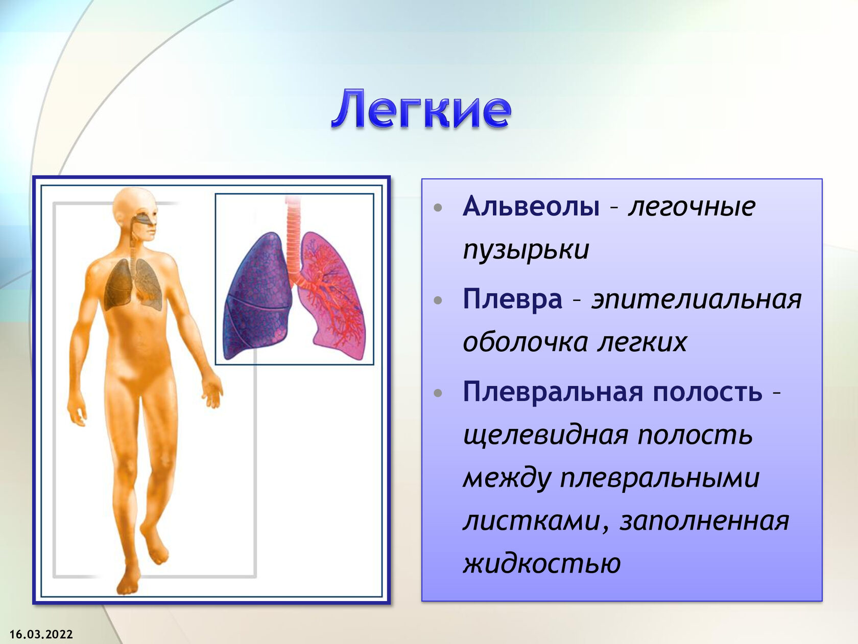 Оболочка легких. Легочные пузырьки заполнены. Оболочки легкого. Легкие оболочки. Защитная оболочка лёгких.