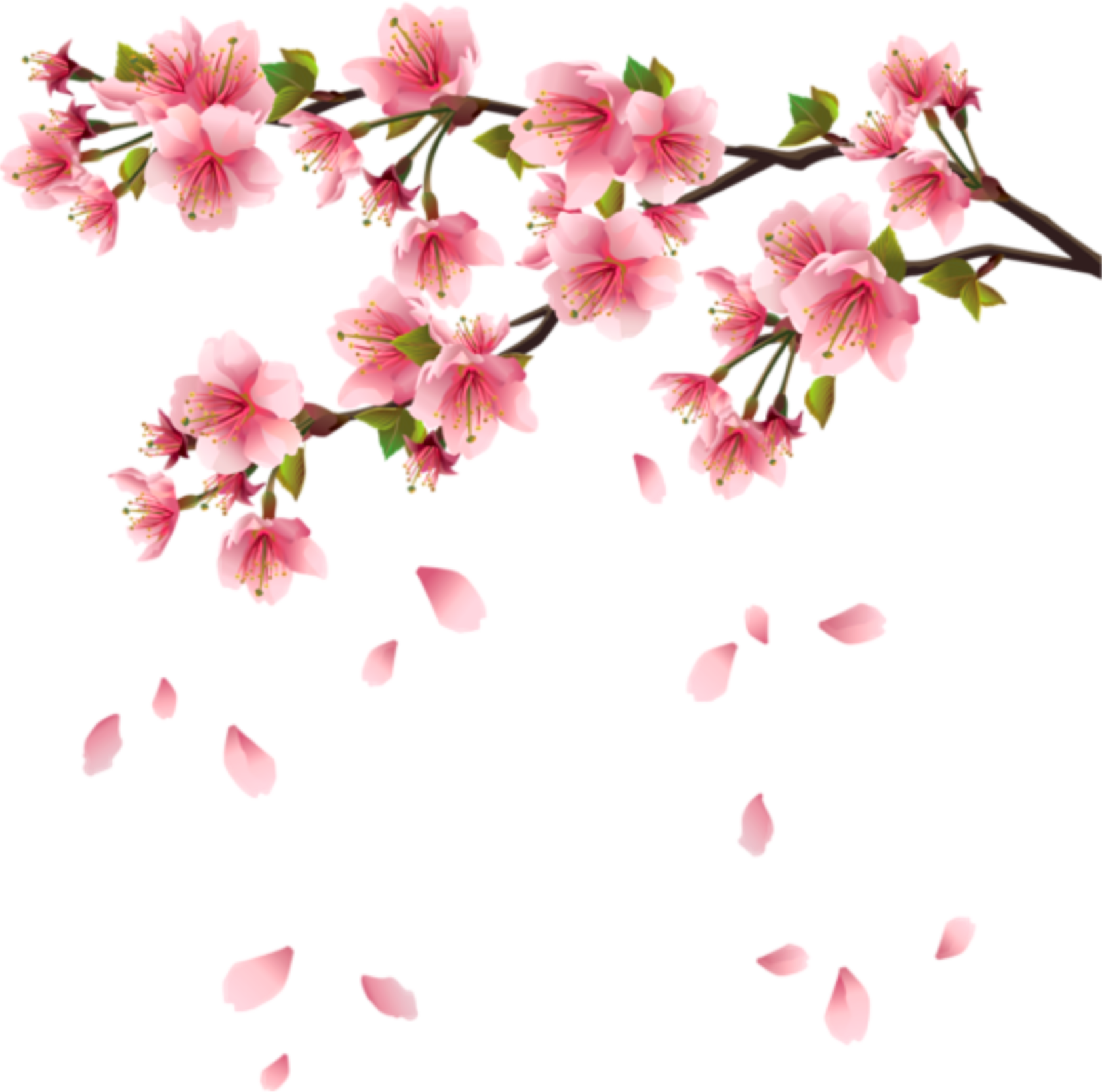 Sakura client