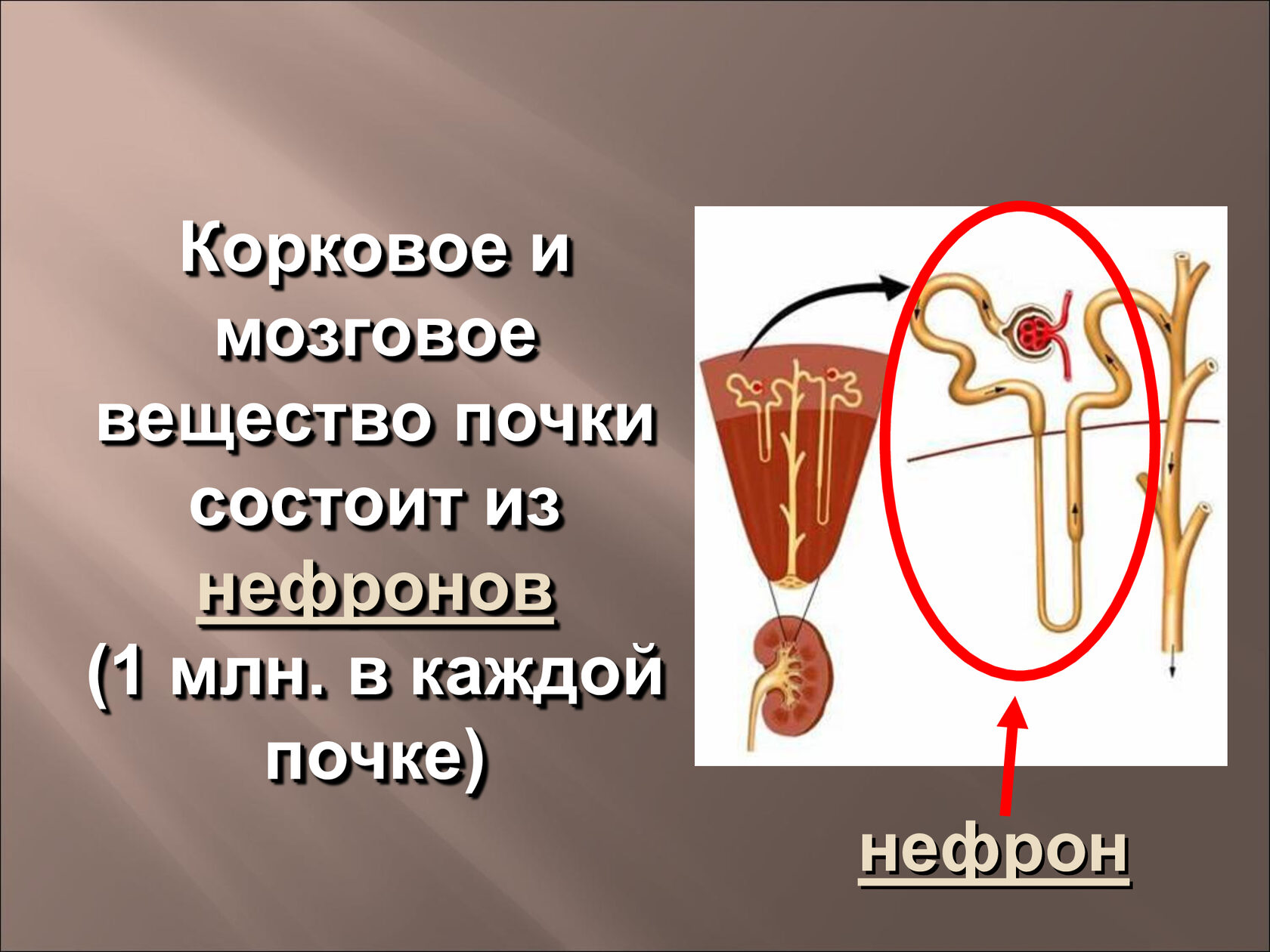 Вещества почки. Корковое и мозговое вещество почки нефрон. Вещество почки состоит. Корковое вещество почки состоит. Мозговое вещество почки состоит из.