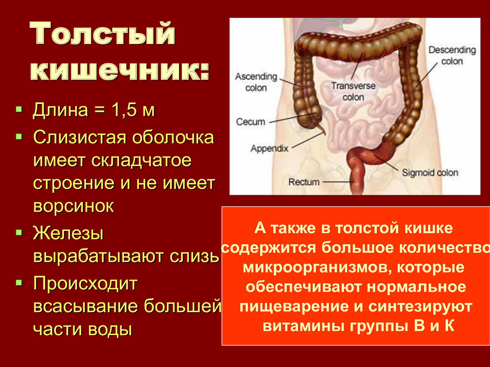 Толстая кишка человека особенности строения. Пищеварительная система схема тонкий кишечник. Пищеварительная система человека анатомия тонкий кишечник. Оболочки толстой кишки анатомия. Пищеварительная система тонкий и толстый кишечник.