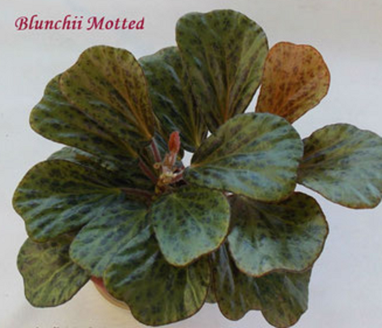бегония Blunchii Motted 