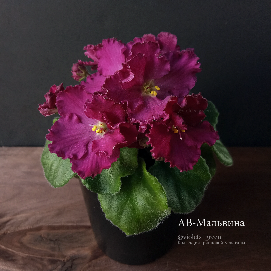 Сортовые фиалки в Челябинске