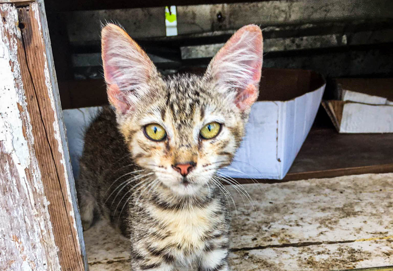 Кошка из приюта для бездомных животных