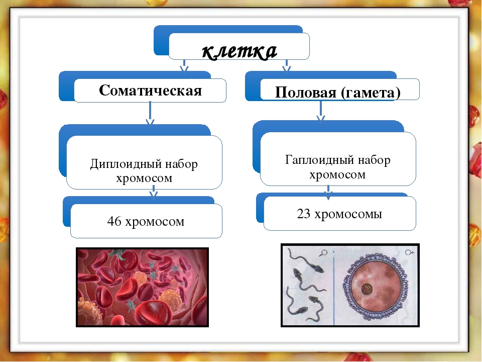 Соматические клетки тела. Виды соматических клеток. Соматические и половые клетки. Соматические клетки и половые клетки. Соматические и половые клетки набор хромосом.