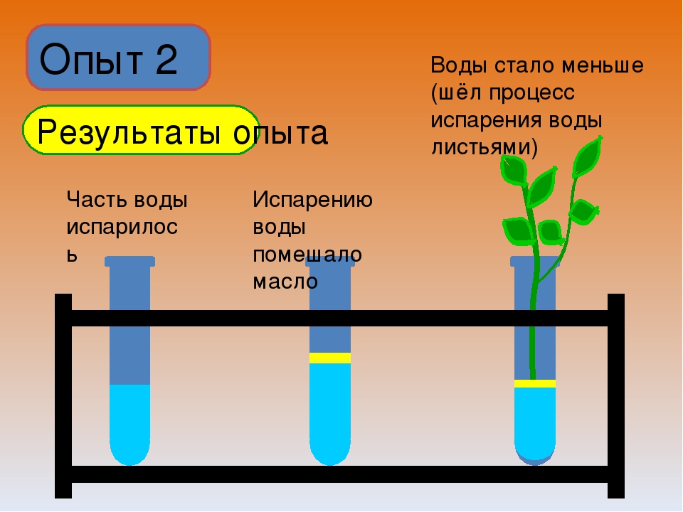 Определи какой процесс произойдет со льдом через некоторое время на картинке