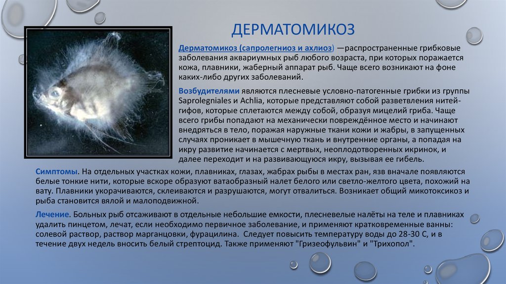 Дерматомикоз Кожи Фото