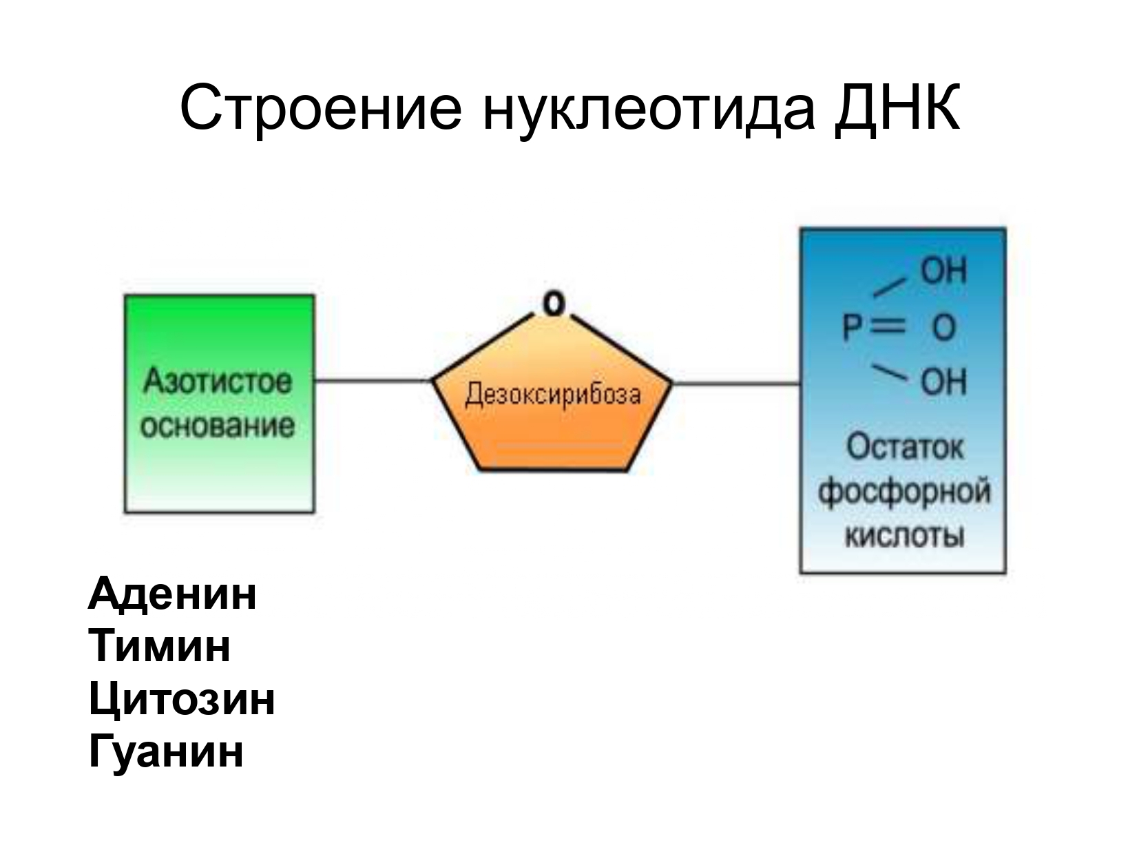 Химические вещества в клетке 9 класс презентация пономарева