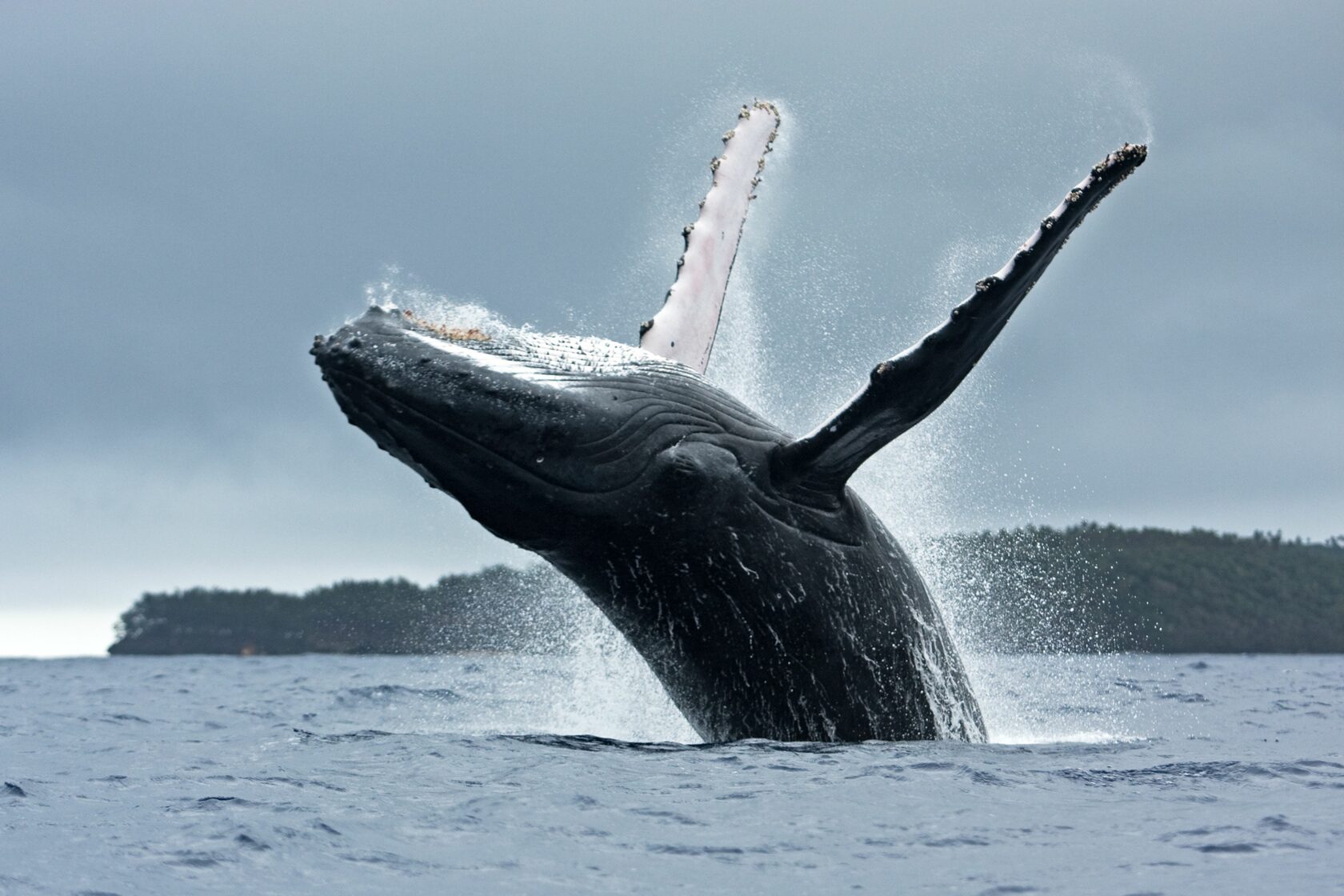Фото китов в хорошем качестве