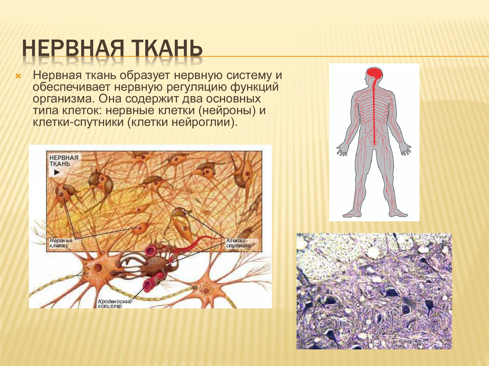 Строение функции нервной ткани организма человека?