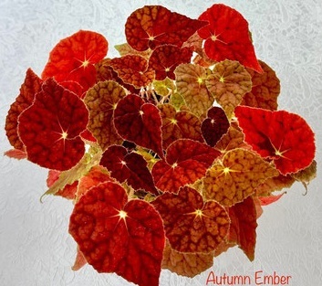 Autumn Ember бегония