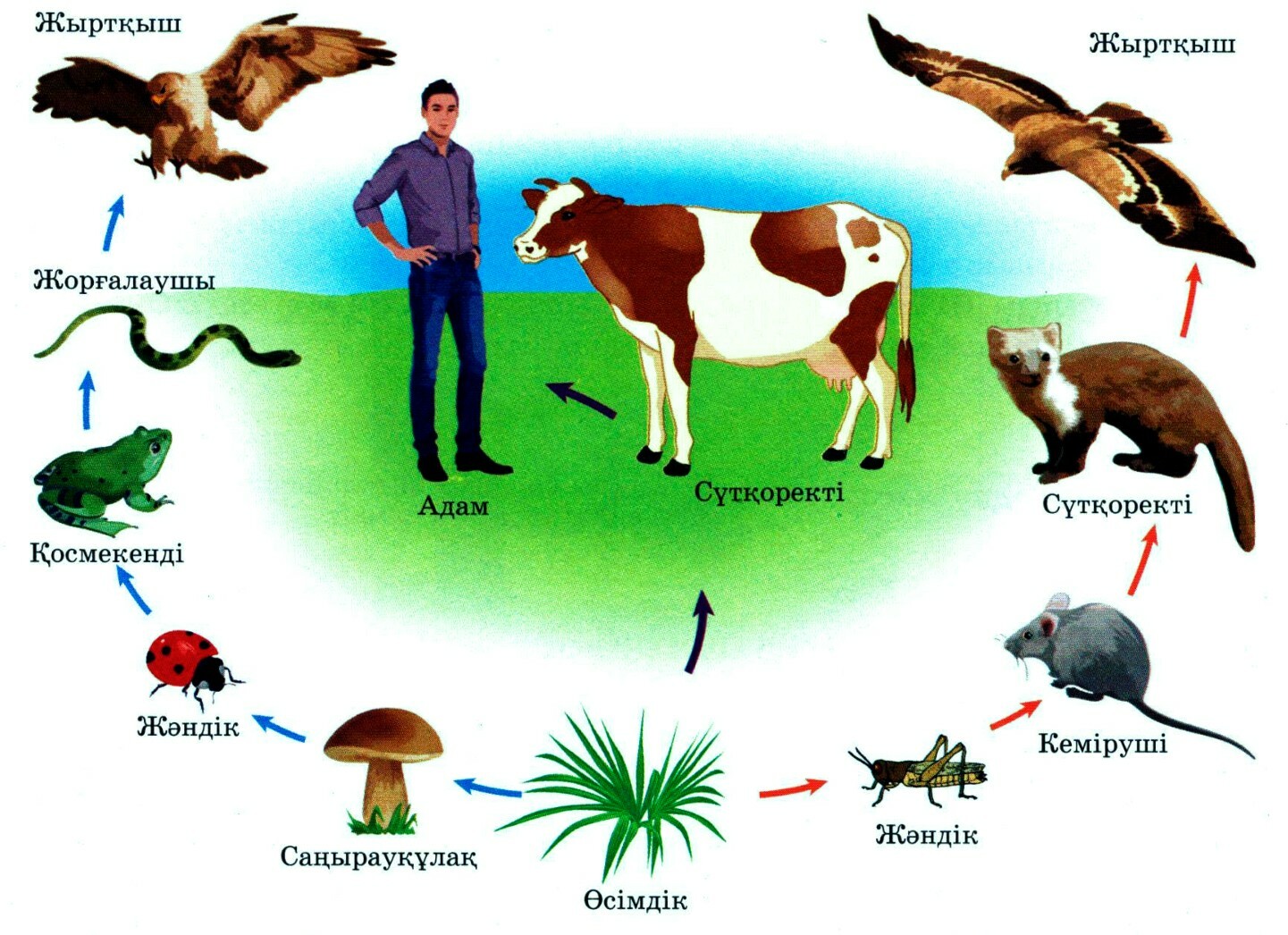 Жануарлар арасындағы қарым қатынас. Қоректік тізбек дегеніміз не. Қөоректену тізбегі. Экожүйе дегеніміз не.