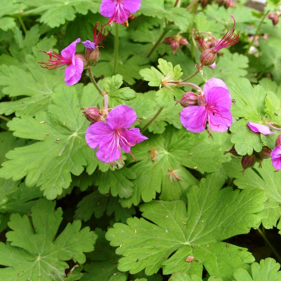 Пеларгония mons ninon. Нецветущая герань. Пеларгония садовая. Пеларгония calliope lavender rose. Герань горшечная.