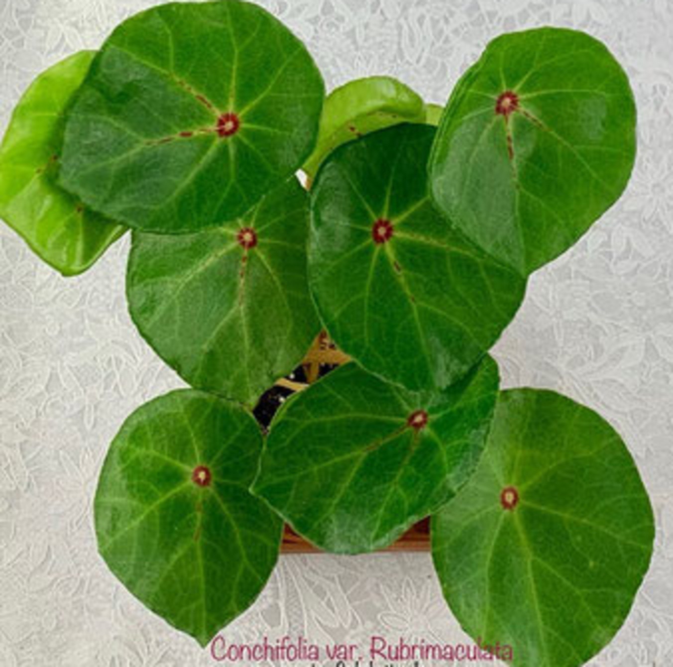 бегония Conchifolia var. Rubrimaculata