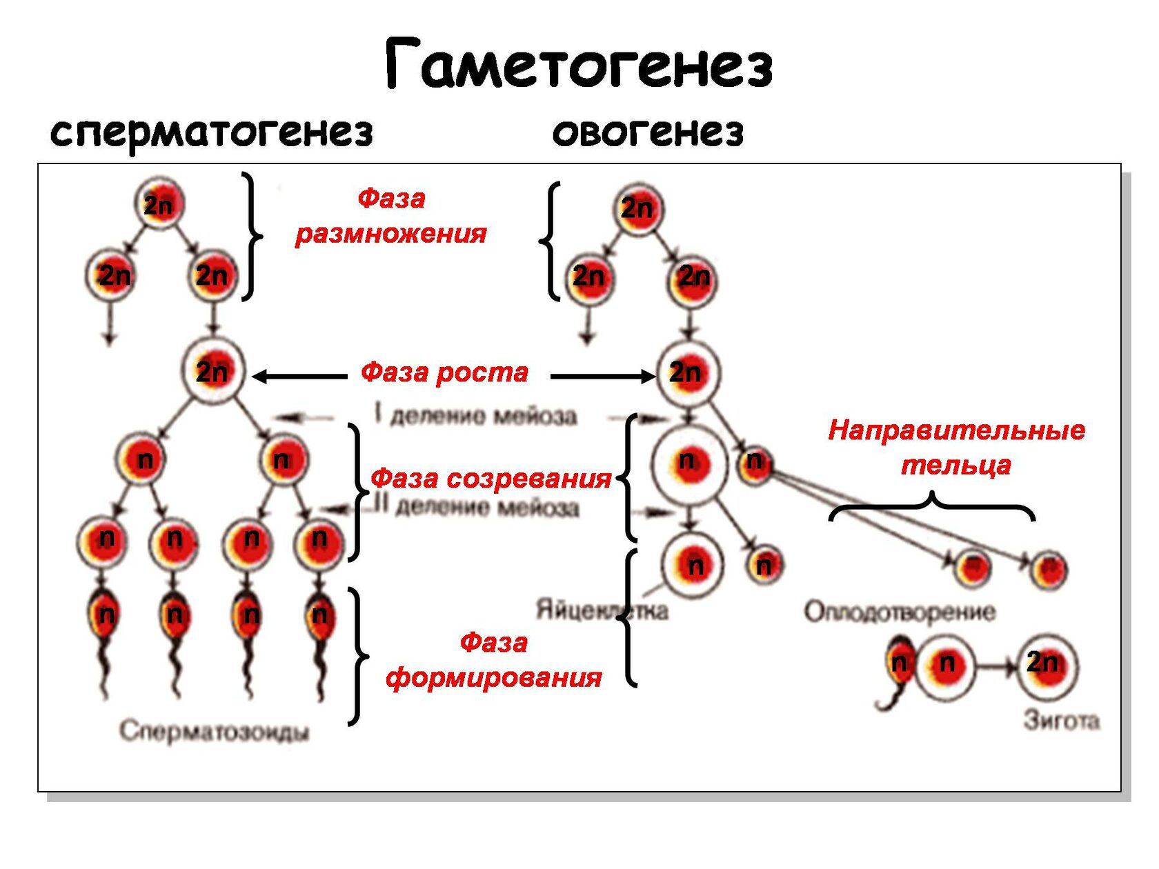 Образование четырех клеток из одной. Сперматогенез и овогенез стадии развития. Этапы гаметогенеза овогенез сперматогенез. Этапы гаметогенеза схема. Фазы развития половых клеток.